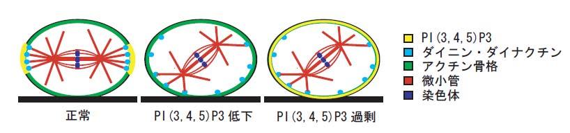 分裂期におけるアクチン細胞骨格の再編成と紡錘体軸制御を行うことを明らかにした 以上のことから Cdc42 は PI3K- PI(3,4,5)P3 経路と PAK2/βPix 経路の二つの経路を介して