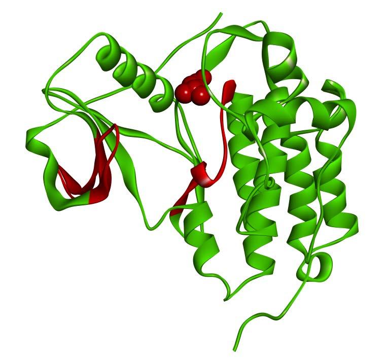 EGFR tyrosine kinase domain の結晶構造 LEU858ARG, NONSMALL CELL LUNG CANCER (OMIM)