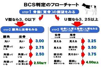 BCS 判定のフローチャート BCSは 3.0 を基準として概ね 2.
