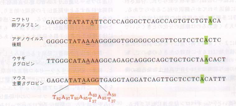 真核生物の RNA ポリメラーゼ TATA