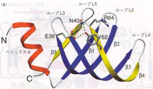 コアタンパクは 7 つの Sm タンパク (B/B, D 1,