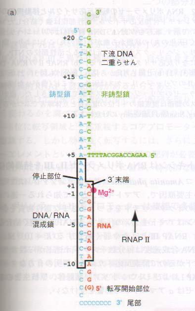 真核生物の RNA