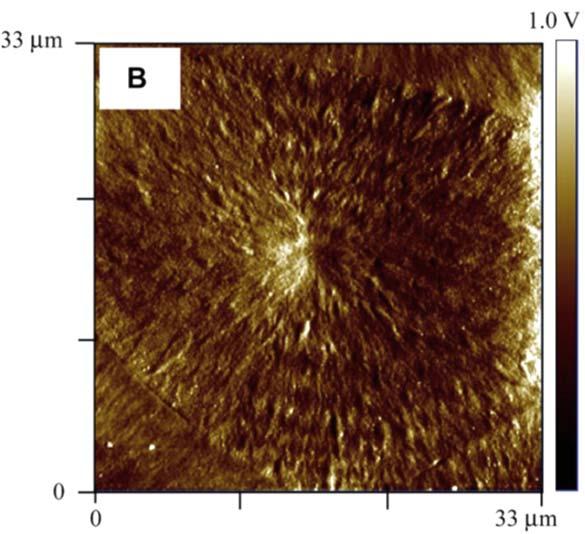 高温での測定が可能な加熱ホルダーも使える 機種 : 原子間力顕微鏡 MFP-3D (Asylum Research) 仕様 : 分解能 (X,Y) 0.5nm, (Z) 0.