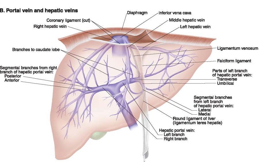 肝の構造 : 門脈と肝静脈 Lippincott Williams &