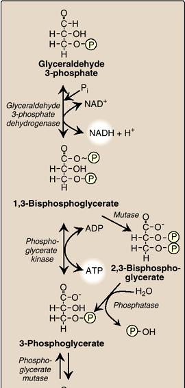 ピルビン酸の生成 (1) グルセルアルデヒド3リン酸 Pi NAD グルセルアルデヒド3リン酸デヒドロゲナーゼ NADH + H + 1,3
