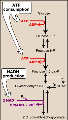 無気的解糖のまとめ (1) グルコース ATP を消費 グルコース 6 リン酸 フルクトース 6 リン酸 ATP を消費
