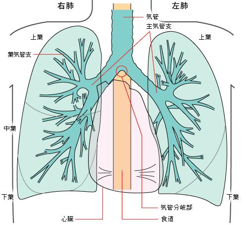 上葉 右肺 肺の構造と働き 気管主気管支 左肺 上葉 右肺と左肺 葉気管支 中葉 下葉