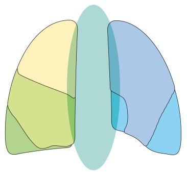 中葉 下葉左肺 上葉 下葉 右肺は上 中 下の3 葉に 左肺は上 下の2 葉に分かれる