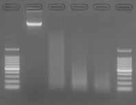 VI. 実験例 実験例 -1: 大腸菌 W3110 株のゲノム DNA 1 μg を用いた断片化例操作方法に従って断片化反応 (16 ;5 分 7 分 9 分 ) および平滑化反応を行った後 最終反応液をそれぞれ 11 μl 用いてアガロースゲル電気泳動を行い