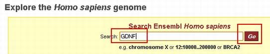 Ensembl での遺伝子検索 Ensembl では必要な情報へのアクセスは基本的に 赤四角で囲まれた染色体をクリックし ゲノムの一部を拡大していってたどり着くか あるいは青四角で囲まれた検索窓を利用してたどり着くかのどちらかになります 検索窓では [ 染色体番号 ]:[start