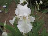 爽やかな純白花です ヒゲ周り黄色のシマ 上弁は少しだけフリル 商品番号 :A070 商品名称 : マリポサ スカイズ