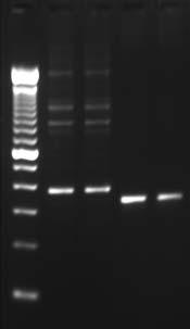 Q-Solution Q-Solution DMSO PCR Q-Solution