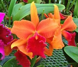 5 ハワイで作出された黄緑色大輪花の選抜個体分け株です Rl.digbyanaの 孫にあたり リップのフリルも美しい個体になります 48 Rlc.