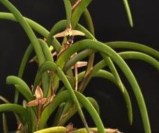 57 Dendrobium johannis 6,480 オーストラリア クイーンズランド原産 3.