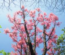 疲れたら木 ヒスイカズラ 温室にある翡翠色の花です