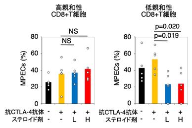 次に ステロイド剤がどのようにして CD8+T 細胞の記憶免疫細胞への分化を阻害しているかを検討するため 抗 CTLA-4 抗体治療後のがん組織浸潤 CD8+T 細胞 14 の記憶免疫細胞への分化を解析しました その結果 ステロイド剤を投与することで CD127 high KLRG1 low を示す記憶前駆細胞 (memory precursor effector cells; MPECs 15