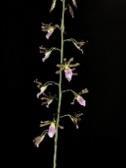 guineensis のピンクがよりはっきりと現れた個体 バルブの根元から 80cm 程度直立する花茎に 20