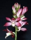 123 (FD) 半下垂性房咲 5cm 程度の艶のある厚弁花 やや特殊なレンガ色の色彩がとても良い 強芳香あり