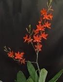 マダガスカルの地生種 本属としては比較的小型 淡緑黄色系 6~8cm 程度の花を 10~20 輪 10