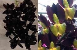 album ) おすすめ実生 元は黄色グリーンの品種ですが 今回は真っ黒な有名花に白系の極大輪原種をかけた楽しみな交配 販売数 3 株 (