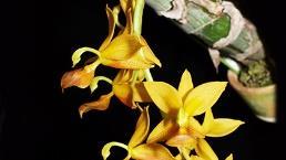 Cycd. Jumbo Jewel Sunset Valley Orchids AM/AOS シクノテ スシ ャンホ シ ュエル サンセットハ レーオーキッス (BS) 5,500 511 (Morm.