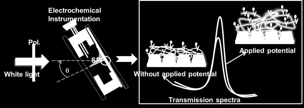 Interfaces (2012) 透過型表面プラズモン共鳴法 : 表面プラズモンの裏側への再輻射により プラズモン励起波長を透過側から検出可能