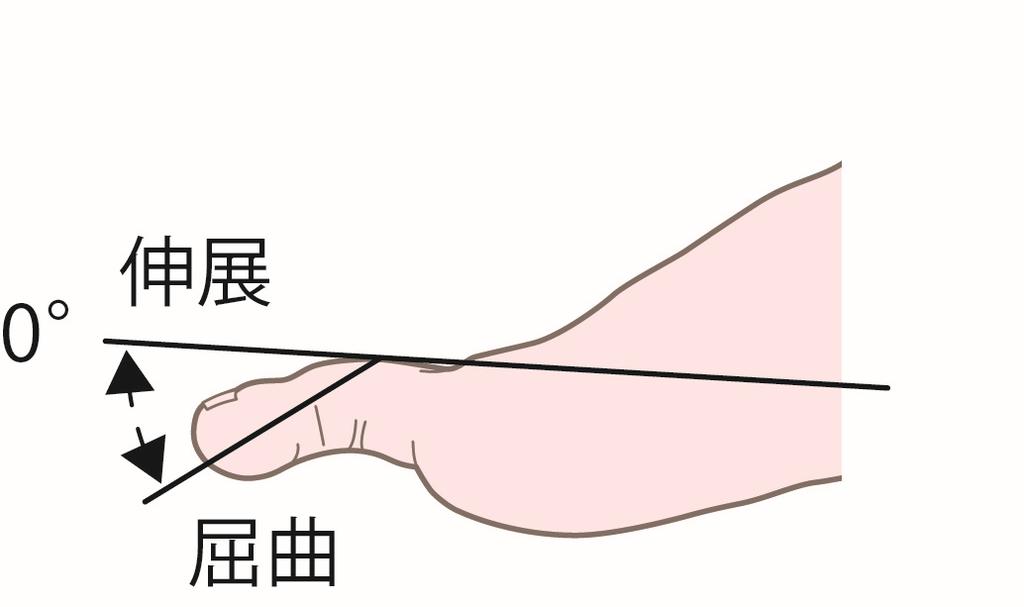 第1中足骨 第1基節骨 運動は 原則として趾の