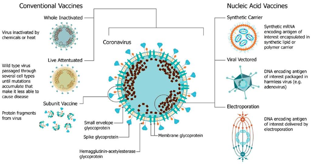 SARS-CoV-2 ウイルスの構造 (Vaccine 9:97 2021,