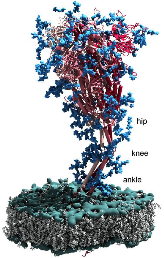 Click to edit title スパイクタンパク質全長抗原に対するRBD抗原の優位性 RBDとACE2の結合は RBD以外の領域 hip knee ankle によっても制御され る 変異株のスパイクタンパク質全長抗原を用 いた場合 RBD以外の領域の変異が RBD内の中和エピトープの免疫原性に影響 する可能性がある 免疫回避を考慮すると (B.