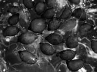 rostochiensis( ジャガイモシスト ) など 2 3 種が知られている (6) 半内部寄生性線虫線虫類は実に多様な進化を遂げている 中には外部寄生性でもなく 内部寄生性でもないといった生活史を営む線虫もいる これらの植物寄生性線虫は半内部寄生性線虫 (semi-endoparasite) と呼ばれ 土壌中で2 期幼虫として孵化してから 幼虫時代の大部分を土壌中で生息し