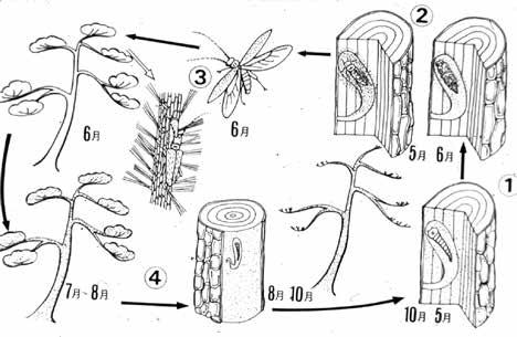 植物寄生者として進化するための必須の適応条件だったのだろう ところで 植物の細胞壁の主要構成成分は セルロースなので 線虫はこれを分解するセルラーゼ (β-1,4- エンドグルカナーゼ ) を分泌することにより 植物組織内への侵入が可能になる ところが 植物寄生性線虫で見つかっているセルラーゼ GH5 が細菌のセルラーゼ G5s に極めて近いことが明らかになったのだ これは Rhabditida