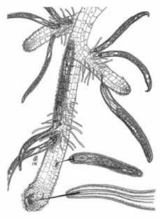 植物の外部から植物細胞を加害する外部寄生性線虫 (Ectoparasitic nematodes)( 図 11) と呼ばれる線虫群で 代表的なものとしては Enoplea 綱 Dorylaimida 目のオオハリセンチュウ (Xiphinema) ナガハリセンチュウ (Longidorus) ( 以上 2 属 : 図 12)