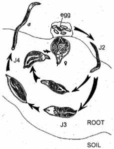 シストセンチュウはこの合胞体を栄養源として急激な成長を果たす ただし ネコブセンチュウとは異なり 皮相組織に細胞数増加 ( 増生 ) や異常肥大は起こらないので ゴールは形成されない 植物組織内での線虫の肥大成長に伴って根の皮層部に裂傷が生じ ついには頭部のみを根内に残し 虫体の大部分は根面に露出する ( 図 23 24) 大部分のシストセンチュウは雌雄両性生殖