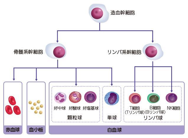 血球の分化と白血病の発生 急性骨髄性白血病 AML 腫瘍化すると