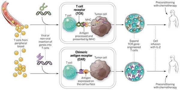キメラ抗原受容体 -T (CAR-T) 細胞療法 患者から採取した T 細胞に標的能を持つキメラ抗原受容体