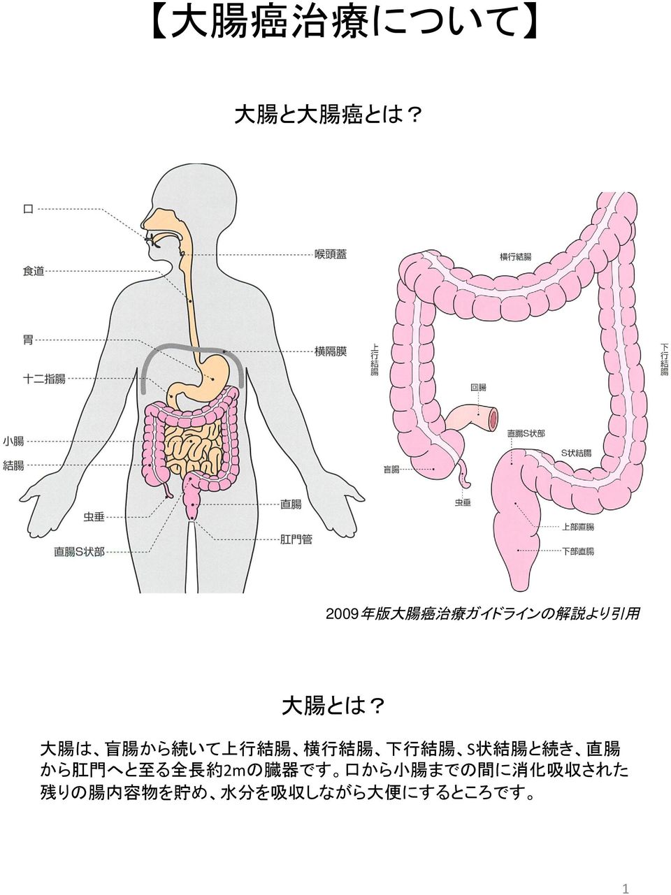 大 腸 は 盲 腸 から 続 いて 上 行 結 腸 横 行 結 腸 下 行 結 腸 S 状 結 腸 と 続 き 直 腸