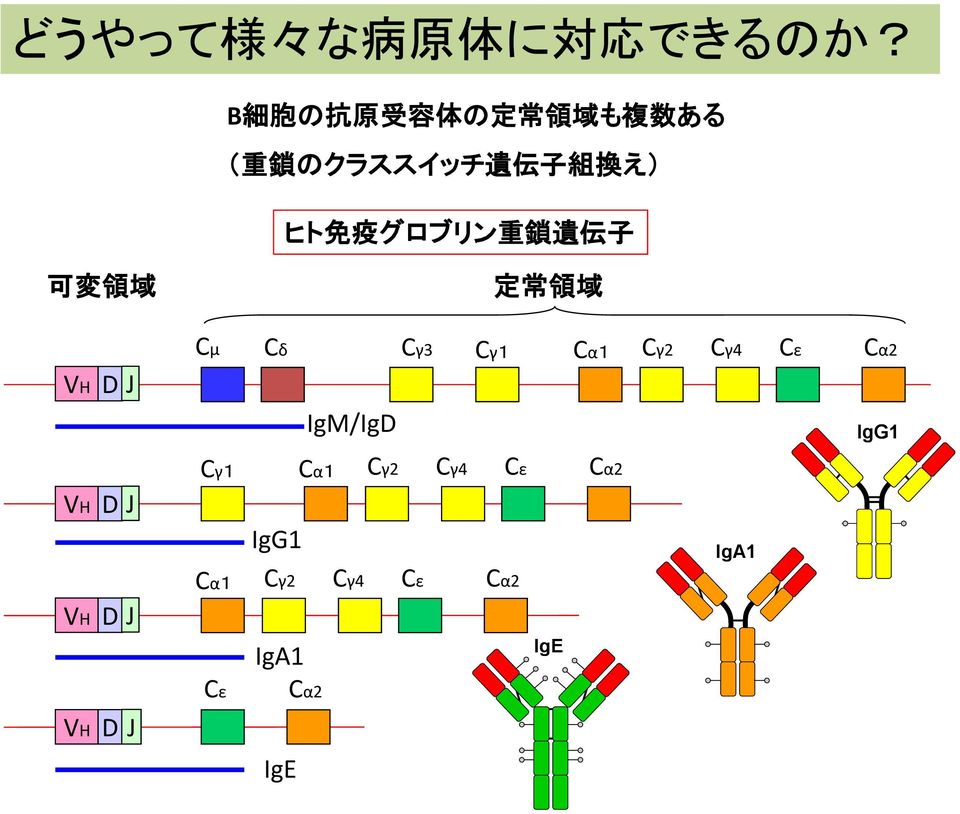疫 グロブリン 重 鎖 遺 伝 子 可 変 領 域 VH D J Cμ Cδ Cγ3 Cγ1 Cα1 Cγ2 Cγ4 Cε Cα2