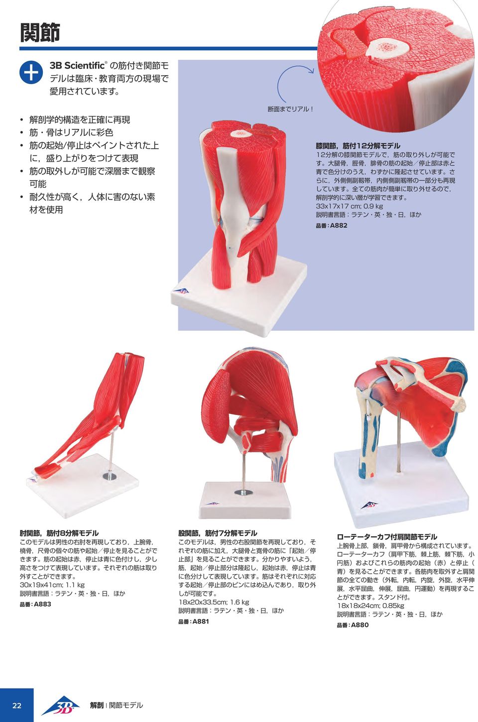 膝 関 節, 筋 付 12 分 解 モデル 12 分 解 の 膝 関 節 モデルで, 筋 の 取 り 外 しが 可 能 で す 大 腿 骨, 脛 骨, 腓 骨 の 筋 の 起 始 / 停 止 部 は 赤 と 青 で 色 分 けのうえ,わずかに 隆 起 させています さ らに, 外 側 側 副 靱 帯, 内 側 側 副 靱 帯 の 一 部 分 も 再 現 しています 全 ての 筋 肉 が 簡 単