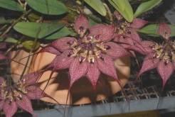 販売数 3 株 Bulbophyllum rothschildianum, FCC/RHS バルボフィラムロスチャイルディアナム FCC/RHS (BS)
