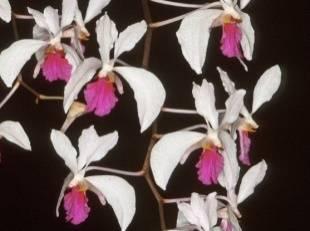 ユーリコンロスチャイルディアナ (BS) 7,560 86 ウガンダ Angraecum の近縁属 5cm 前後の花を 5~6 輪