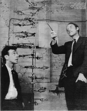 a DNA の二重らせんモデル これらの知見をもとに 1953 年 ワトソンとクリックは DNA の二重らせんモデルを作り上げ イギリスの科学雑誌 Nature に発表した ワトソンとクリックの出会い ワトソンとクリックが発表した DNA 二重らせん構造の特徴 1. らせんは右巻きである ( らせんが右上がりに巻くのを右巻きと定義 ) ワトソンとクリックが発表したDNA 二重らせん構造の特徴 2.