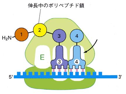 り アミノ酸を3 末端に結合した trna だけが座ることができるシートである 次のP 部位のPはペプチジル trna の P であり ペプチド鎖を結合した trna だけが座ることができる さいごの E は exit 出口の略で アミノ酸もペプチド鎖も結合していない trna だけがリボソームから出て行くために一時的に座るシートである 2) 翻訳の開始核からやってきた mrna