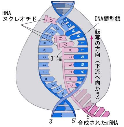 また チミン (T) とウラシル (U) の違いは メチル基のあるなしで U でも T と同じよ うに A との間に相補的な水素結合が 2 本できる 2)RNA ポリメラーゼ DNA から mrna への転写は 酵素である RNA ポリメラーゼによって触媒される RNA ポリメラーゼは DNA の二重ラセンをほどきながら 二本鎖のうち鋳型となる鎖の塩基の配列を読んで