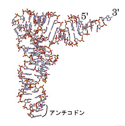 アダプターの働きをするアンチコドンとアミノ酸の結合部は この逆 L 字形の両端にあり 長い棒の先にアンチコドン部があり 短い棒の先端にアミノ酸が結合する 上の図はフェニルアラニン (Phe) の trna である 3 番目の図は5 と3 がわかりやすくなるように少し回転させてある 3 側に先端に Phe が結合する アンチコドンと書いてある部分の3 段の塩基が mrna