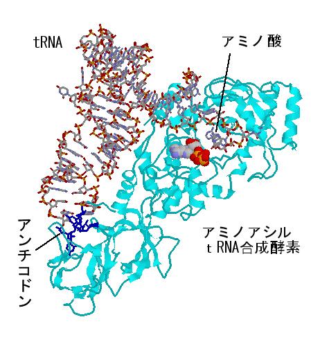 html( アミノアシル trna 合成酵素 ) 3.