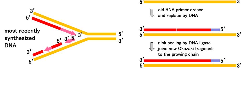 一方反対側の下の鎖の相補鎖の合成反応は5 に新しいフラグメントを継ぎ足していく形で進みます. これをlugging strandと呼びます. この新しく合成される断片状のDNAをOkazaki fragmentと言います.