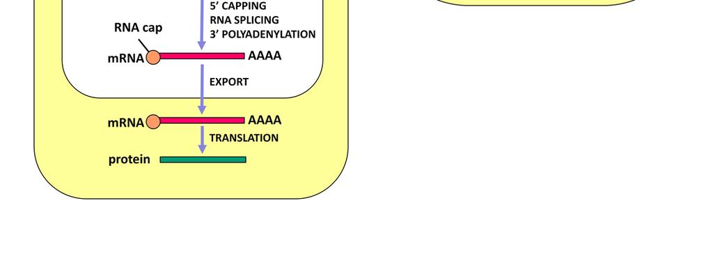 この転写物のうちアミノ酸をコードしない部分 ( イントロン ) が切りだされアミノ酸をコードする部分 ( エクソン ) だけが連結した形になります. この過程をRNAスプライシングと言います.