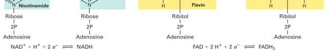 ヌクレオシドは塩基と糖の結合したもので リン酸基はない ヌクレオチドはヌクレオシドに 1~3 個リン酸基が 5 のヒドロキシ基にエステル結合したもの 栄養素 ( グルコース ) エネルギーをATPの形で保存酸化分解 ATPの加水分解 細胞 運動 高分子化合物の合成電気的 力学的仕事 還元力 (Reducing power) を NADH NADPH 等の形で保存 NAD +