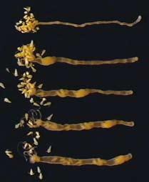 , 2004) また それらを制御する神経系の機能が 高等動物がもつ自律神経系のそれと非常によく似た特徴を有することを明らかにした (Shimizu & Okabe, 2007) また最近の研究から ヒドラの1 センチに満たない長さの消化管が 部域に依存して食道的な運動をおこなう部位と 小腸的な運動機能をおこなう部位に領域化していることを明らかにした