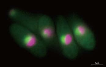 蛍光タンパク質による DNA やタンパク質のイメージングにより 細胞増殖の過程で新しい現象を発見してきました 特に このような細胞観察に適しているジャポニカス分裂酵母は 菌糸増殖と細胞周期のモデル細胞としてこれまでにないものです 現在の進行中の研究は以下のとおりです 大腸菌の桿菌形態を決定する RodZ タンパク質の制御機構 大腸菌のプラスミド 染色体の分配機構 原核生物の染色体複製開始因子